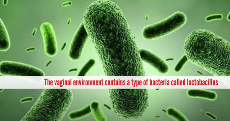 Lactobacilli